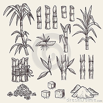 Sugar cane. Fresh sugar harvest agriculture plantation vector hand drawn plants Vector Illustration