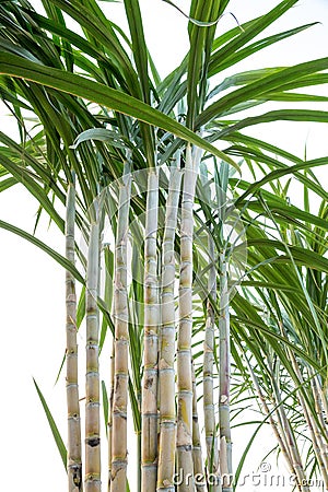 Sugar cane in the garden Stock Photo