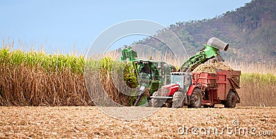 Sugar cane harvest Stock Photo