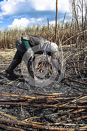 Sugar cane harvest Editorial Stock Photo