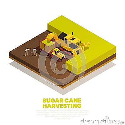 Sugar Cane Harvesting Isometric Composition Vector Illustration