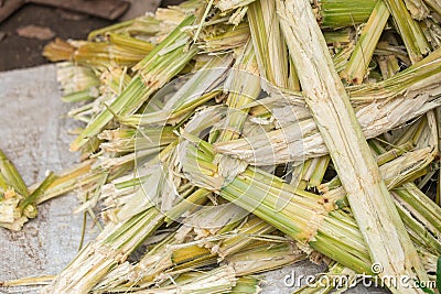 Sugar cane natural cellulose fibers and source of Ethanol biofuel Stock Photo