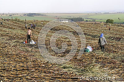 Sugar cane Editorial Stock Photo