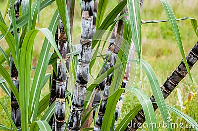 Sugar cane plant closeup tropical climate plantation agricultural crop organic raw growth horizontal Stock Photo