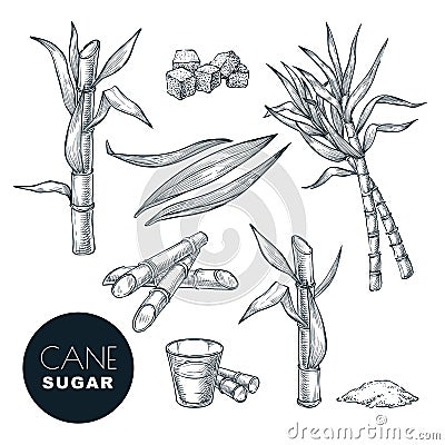 Sugar cane plant and leaves sketch vector illustration. Natural organic sweetener. Hand drawn isolated design elements Vector Illustration