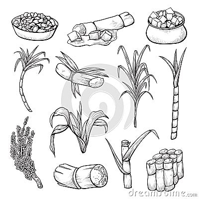 Sugar cane plant set, farming and agriculture sketch Vector Illustration