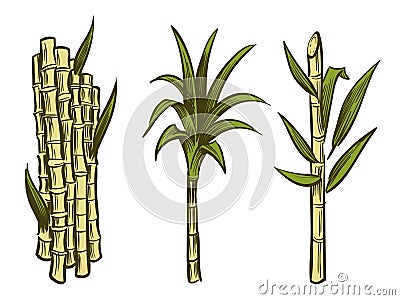 Sugar cane plants isolated on white background Vector Illustration