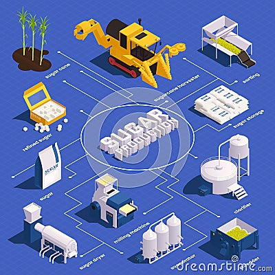 Sugar Cane Production Isometric Infographics Vector Illustration