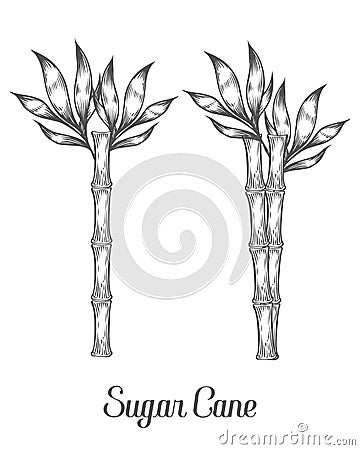 Sugar cane stem branch and leaf vector hand drawn illustration. Vector Illustration