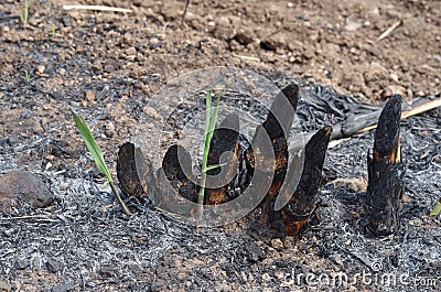 Sugar cane stump Stock Photo