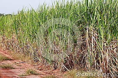 Sugar cane Stock Photo