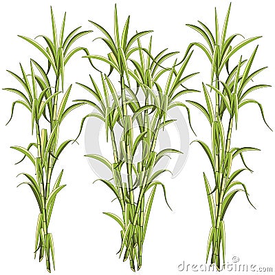 Sugar CaneSugar Cane Exotic Plant Vector Illustration isolated on White Vector Illustration