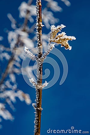 Sugar Coated Tree Stock Photo