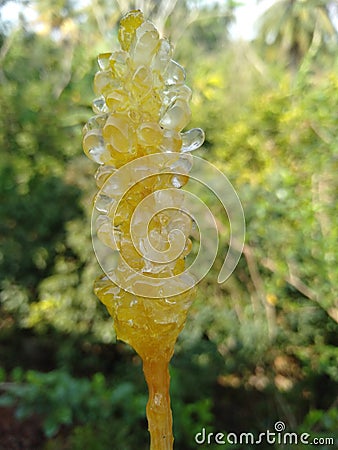 Sugar crystals Stock Photo