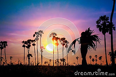Sugar farmers carry palm leaves and palm trees on rice fields in the sunrise, Pathumthani, Thailand Stock Photo