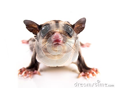 Sugar glider Stock Photo