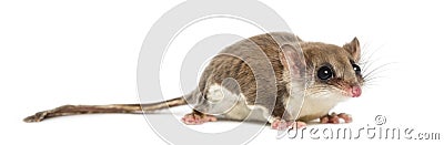 Sugar glider - Acrobates pygmaeus Stock Photo