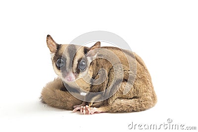 Sugar glider - Petaurus breviceps isolated on white background Stock Photo