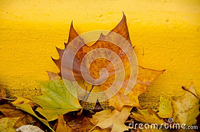 Sugar maple leaf on rocks next to a yellow bordure of sidewalk Stock Photo