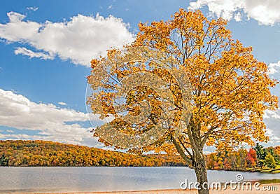 sugar maple tree Lake Taghkanic State Park in Fall Stock Photo