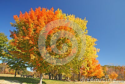 Sugar Maple trees in fall with dark blue sky Stock Photo