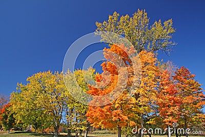 Sugar Maple trees in fall color with dark blue sky Stock Photo