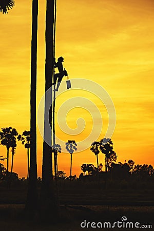 Sugar palm,Man with career climbing palm sugar at sunset Stock Photo