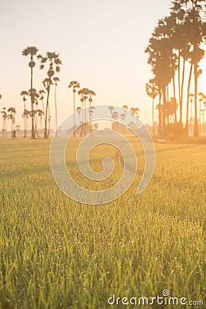 Sugar palm tree and Rice Feild at sunset in Thailand Stock Photo