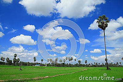 Sugar palm trees in the field , thailand Stock Photo