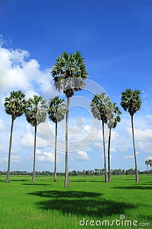 Sugar palm trees in the field ,thailand Stock Photo