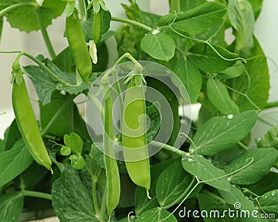 Sugar snap peas Stock Photo