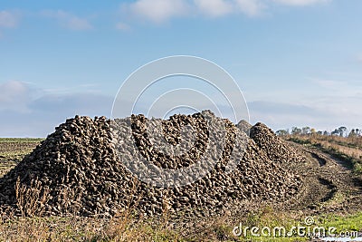 Sugarbeet Stock Photo