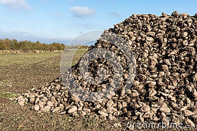 Sugarbeet Stock Photo