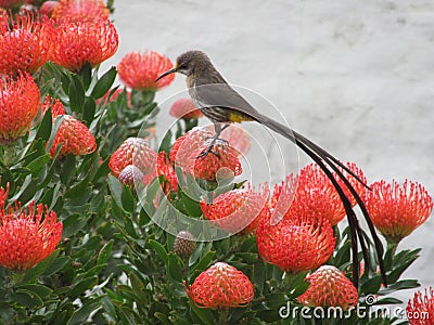 Wildlife - Sugarbird in SouthAfrica Stock Photo