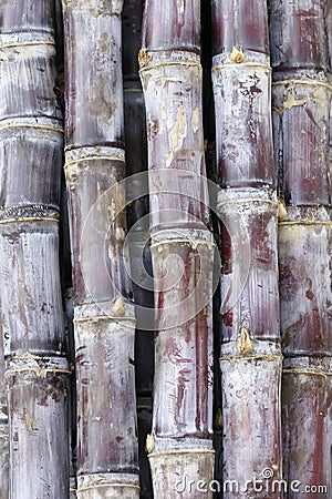 Sugarcane Stock Photo