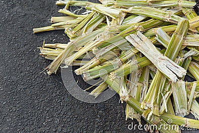 Sugarcane bagasse for biofuel. Stock Photo