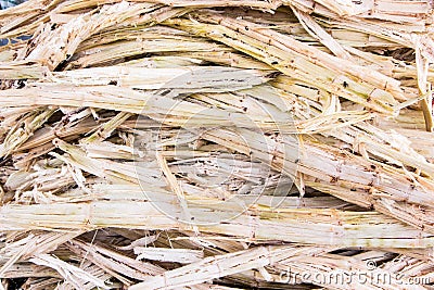 Sugarcane bagasse Stock Photo