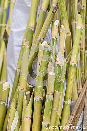 Sugarcane bagasse nature fiber recycle for biofuel Stock Photo