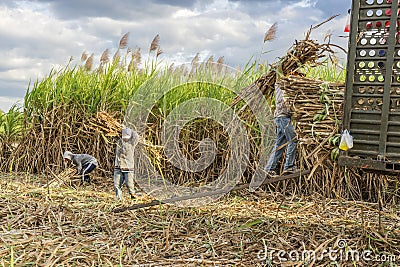 Sugarcane carried to wagon truck, Tay Ninh province, Vietnam Editorial Stock Photo