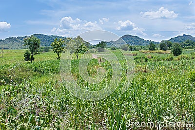 Sugarcane crops detail landscape nature Stock Photo