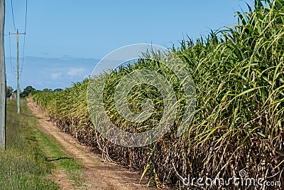 Sugarcane crops plantation farm field in Bundaberg, Australlia. Sugarcane is a raw material to produce sugar, bio fuel and ethanol Stock Photo