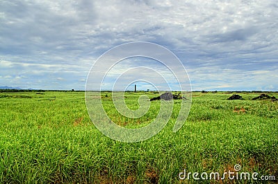 Sugarcane cultivation land Stock Photo