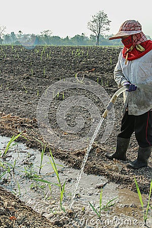 Sugarcane Editorial Stock Photo