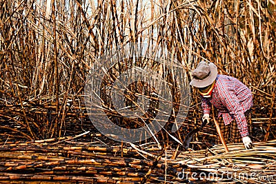 Sugarcane farmers in sugar cane field, worker in burn sugarcane plantation in the harvest season, sugar cane cutting workers in Stock Photo