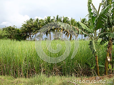 Sugarcane field Stock Photo