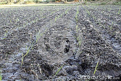 Sugarcane field begining Stock Photo