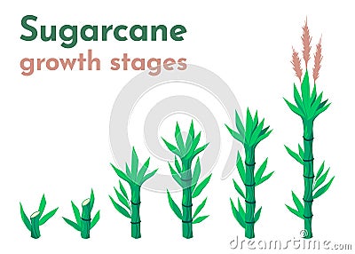 Sugarcane growth stages. Cartoon sugar cane plantation with agriculture cultivation process from planting to harvest Vector Illustration