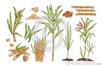Sugarcane hand drawn vector illustrations set. Growing tree sprout with leaves and stem. Sugar cane sprigs in soil Vector Illustration