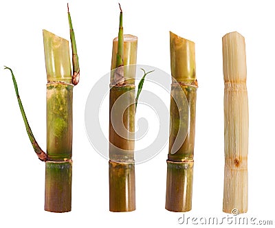 Sugarcane isolated on white background Stock Photo