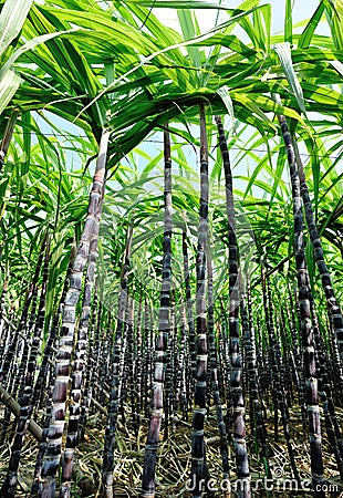 Sugarcane plants Stock Photo
